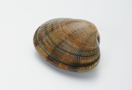 アサリの貝殻298個 - 素材/材料