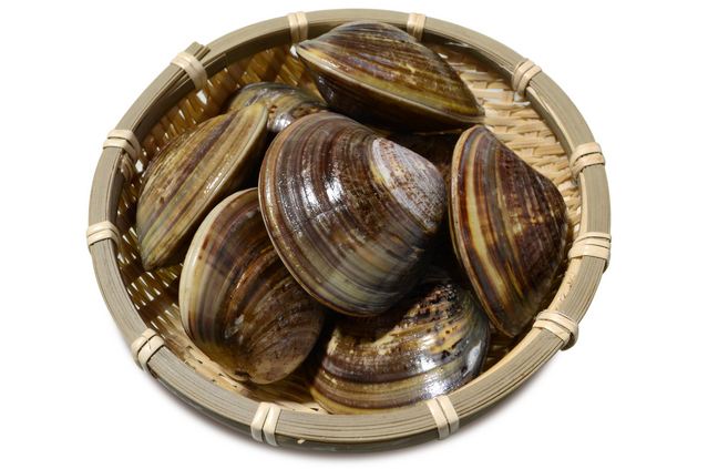 ハマグリ | 貝の図鑑