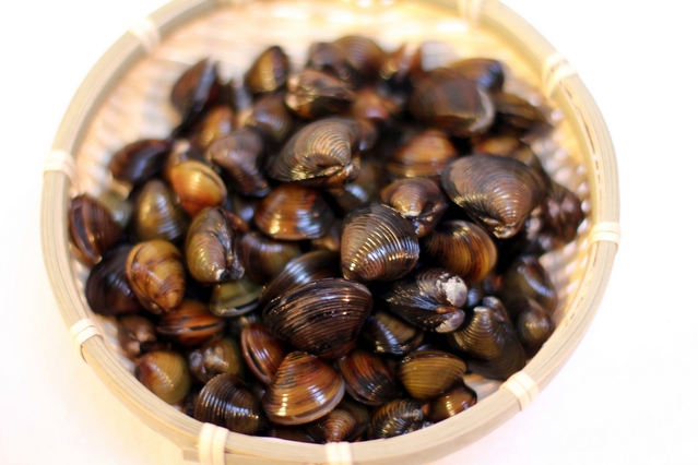 セタシジミ | 貝の図鑑