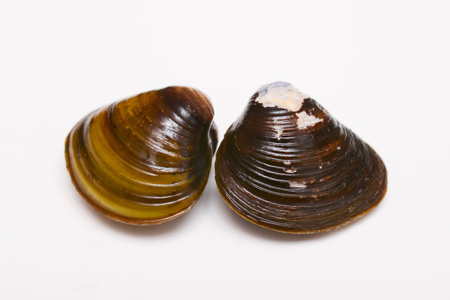 セタシジミ | 貝の図鑑