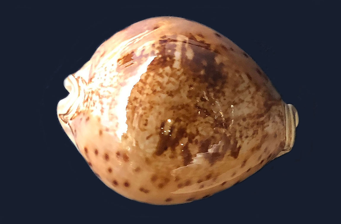 シンセイダカラ | 貝の図鑑