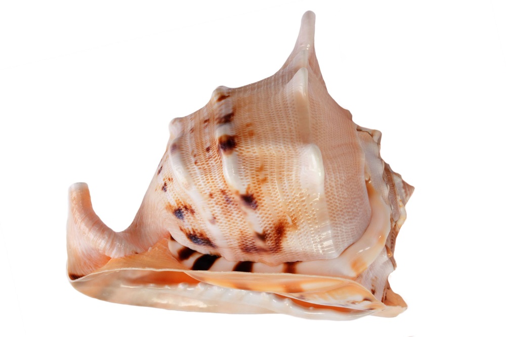 超爆安 大型 標本 トウカムリ貝 トウカムリ - 貝殻 採集・採集道具 