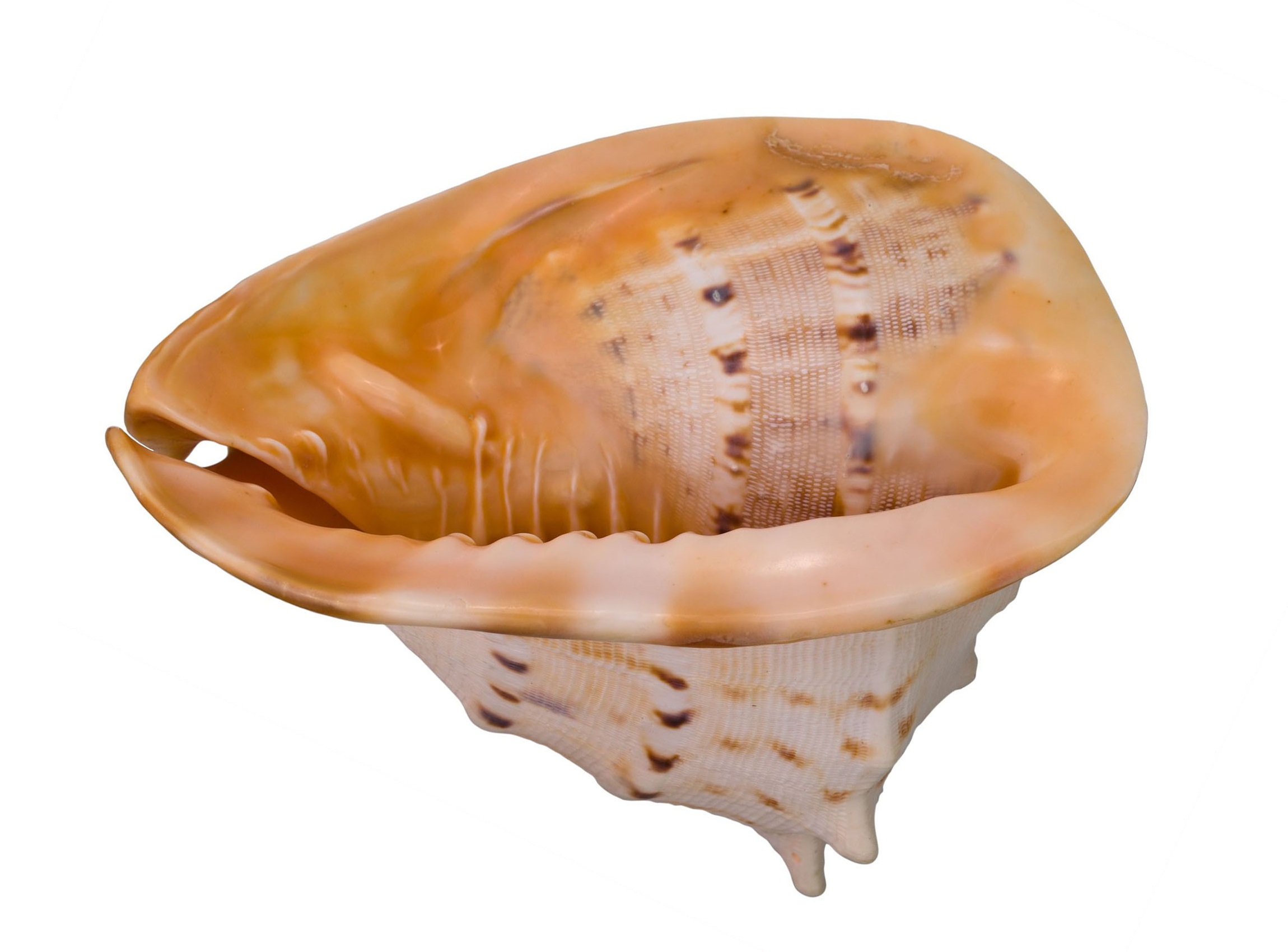 トウカムリ貝と、おまけ貝殻5点奥行…14cm
