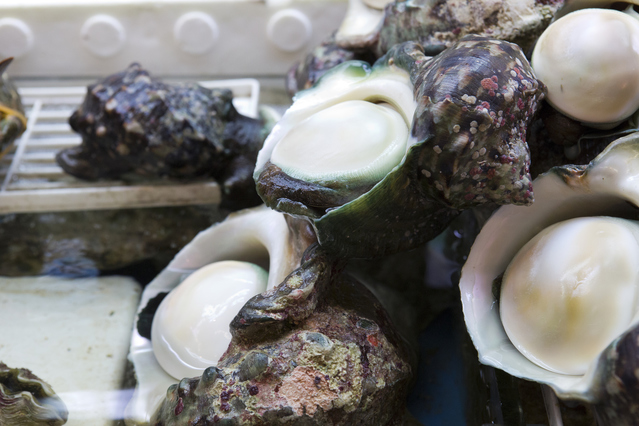 ヤコウガイ | 貝の図鑑