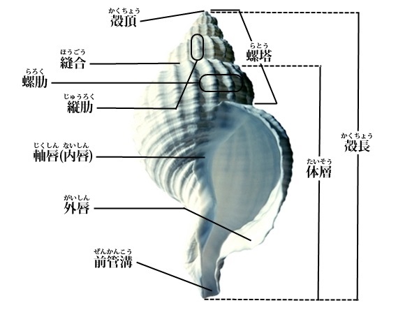 貝殻の部位の名称 | 貝の図鑑