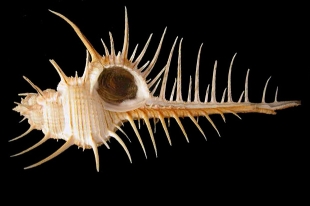 アクキガイ | 貝の図鑑