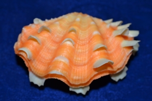 ヒレジャコガイ | 貝の図鑑