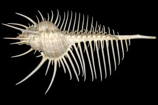 ホネガイ | 貝の図鑑