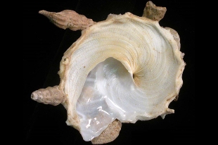 クマサカガイ | 貝の図鑑