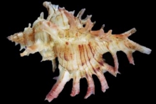 鬼*管様 貝 オニサザエ | 貝の図鑑