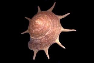 リンボウガイ確認用 リンボウガイ【約3.5～4.5cm/5個入】[メール便可-6袋まで] En