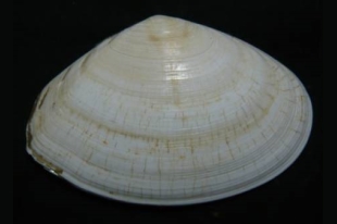 サラガイ | 貝の図鑑