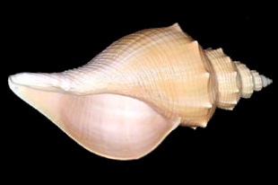 テングニシ | 貝の図鑑