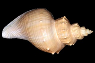 貝殻標本　テングニシ テングニシ | 貝の図鑑